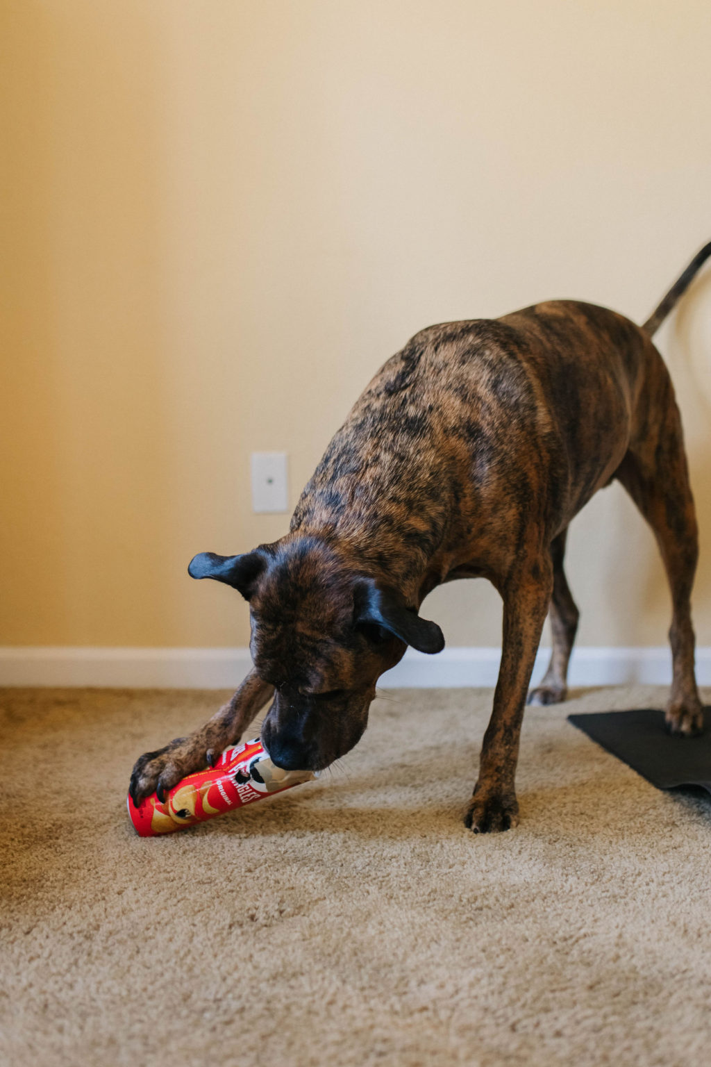 3 DIY Dog Treat Dispensers