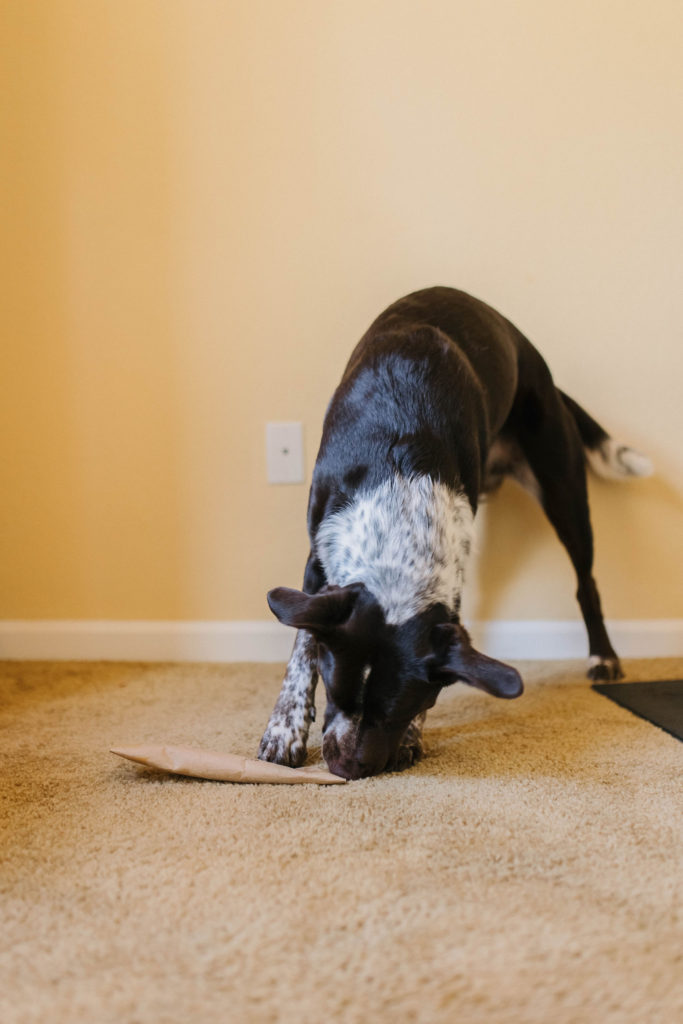 DIY Dog Treat Dispenser to Make at Home 🐶🏠 