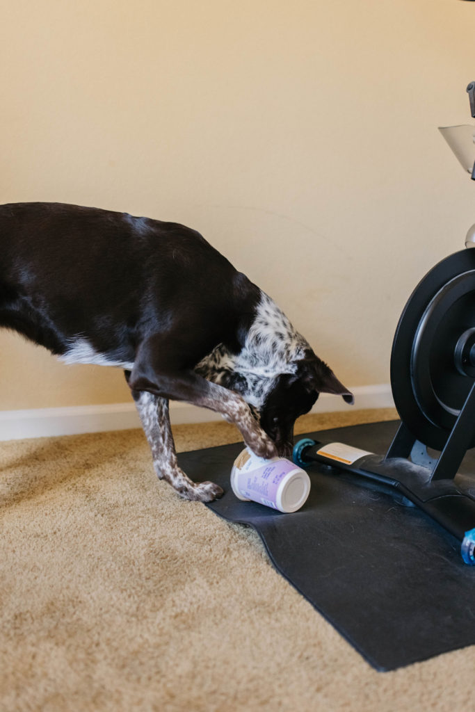 DIY Treat Dispenser - Daily Dog Tag