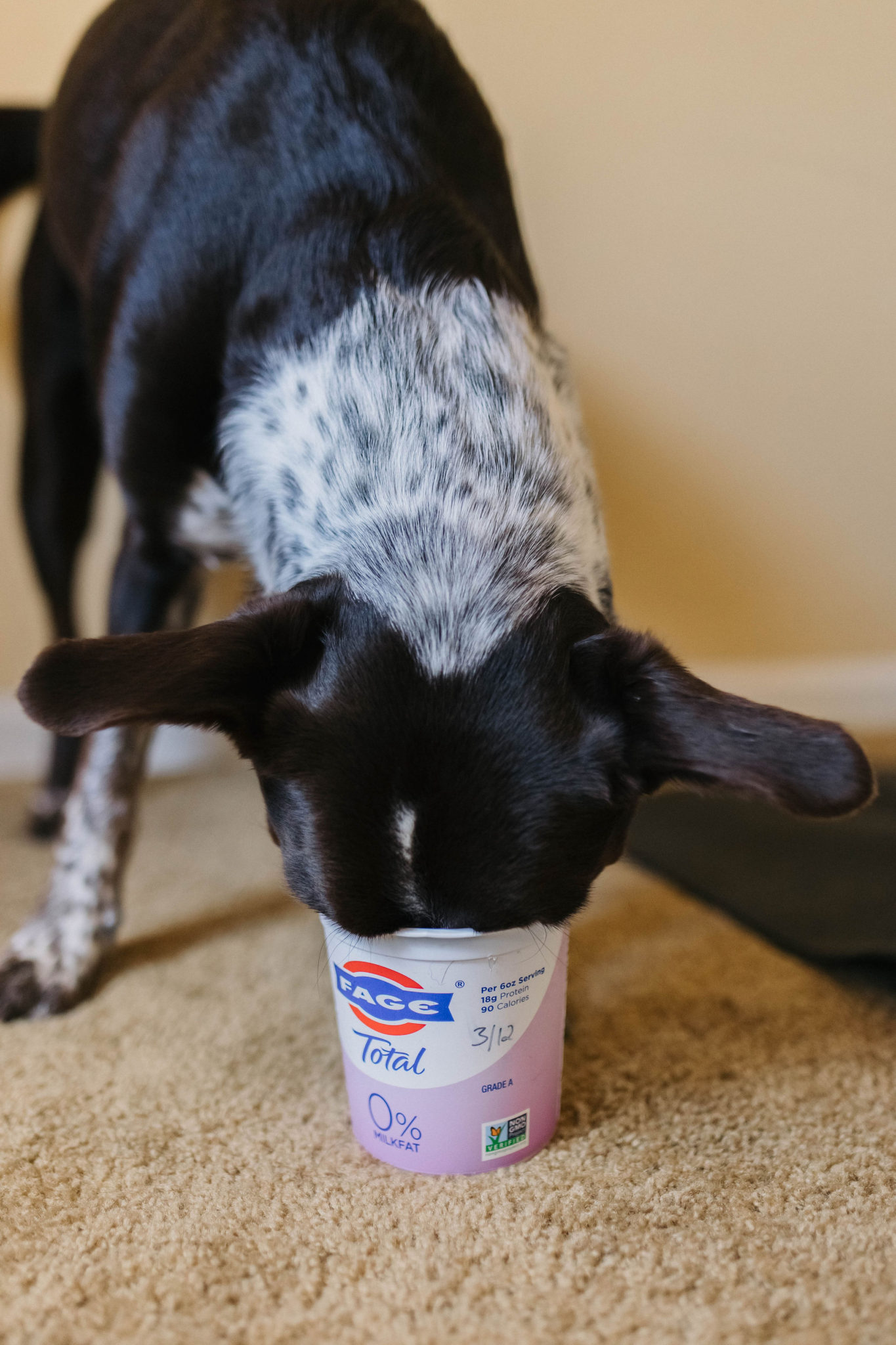 3 DIY Dog Treat Dispensers