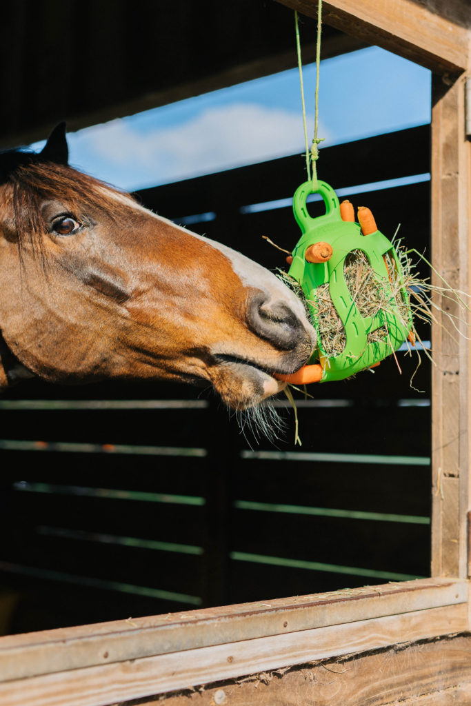 jolly hall ball horse enrichment toys sparkles and sunshine blog