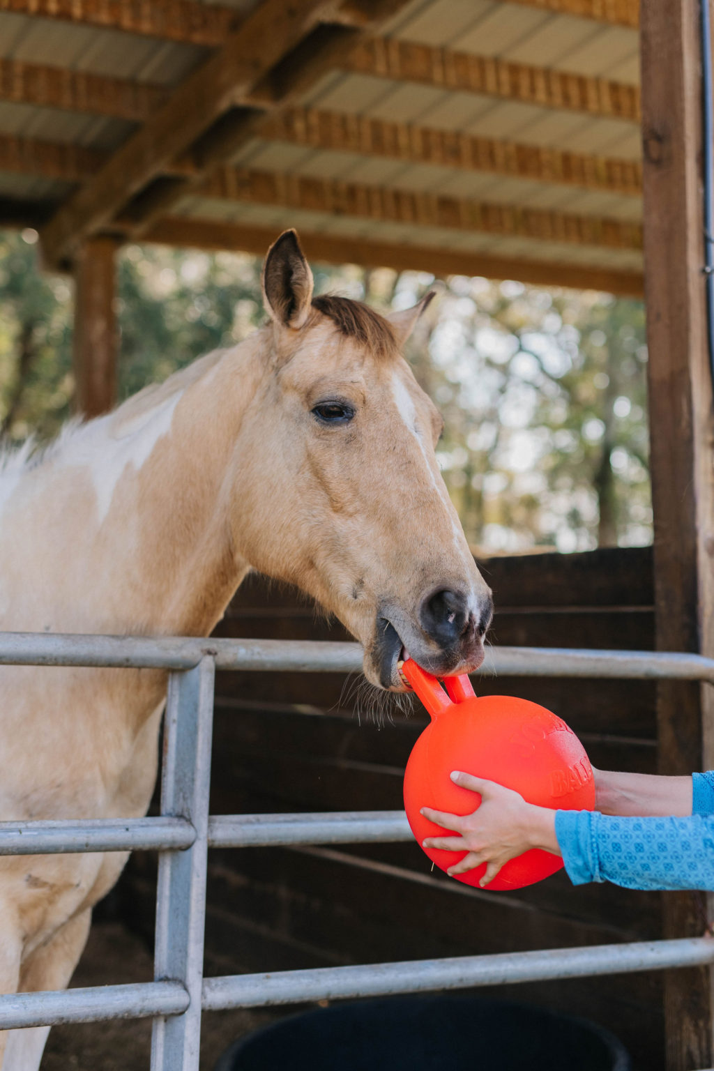 3 Horse Enrichment Toys From Horsemen’s Pride