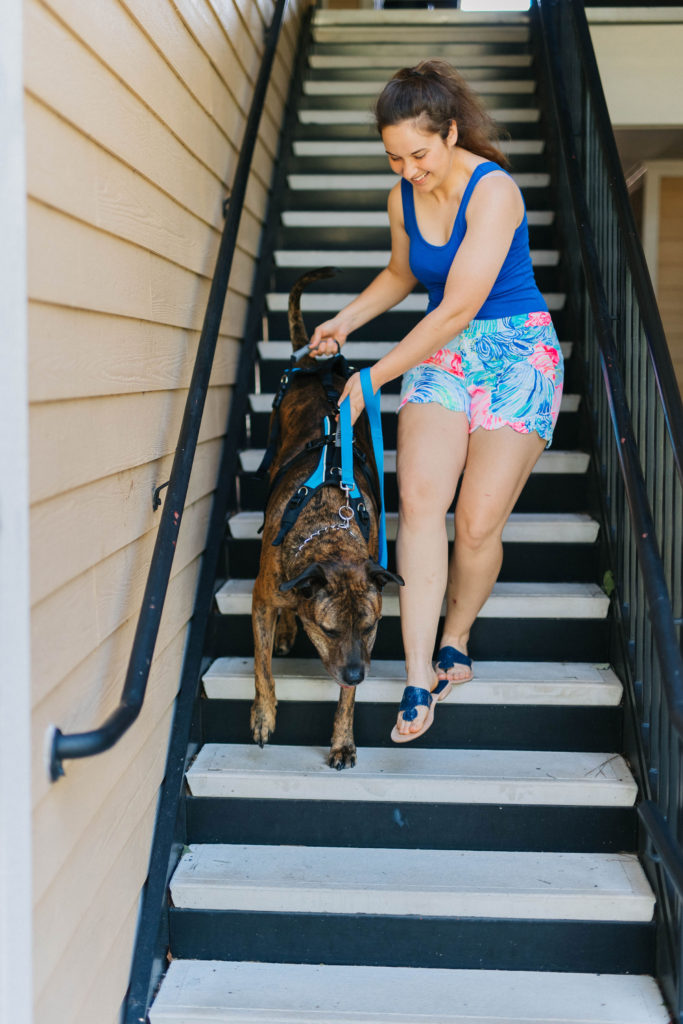 Dog mobility aids harness help em up harness sparkles and sunshine blog