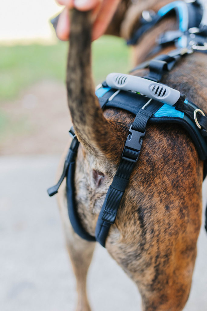 Help em up harness Large dog harness with handle sparkles and sunshine blog
