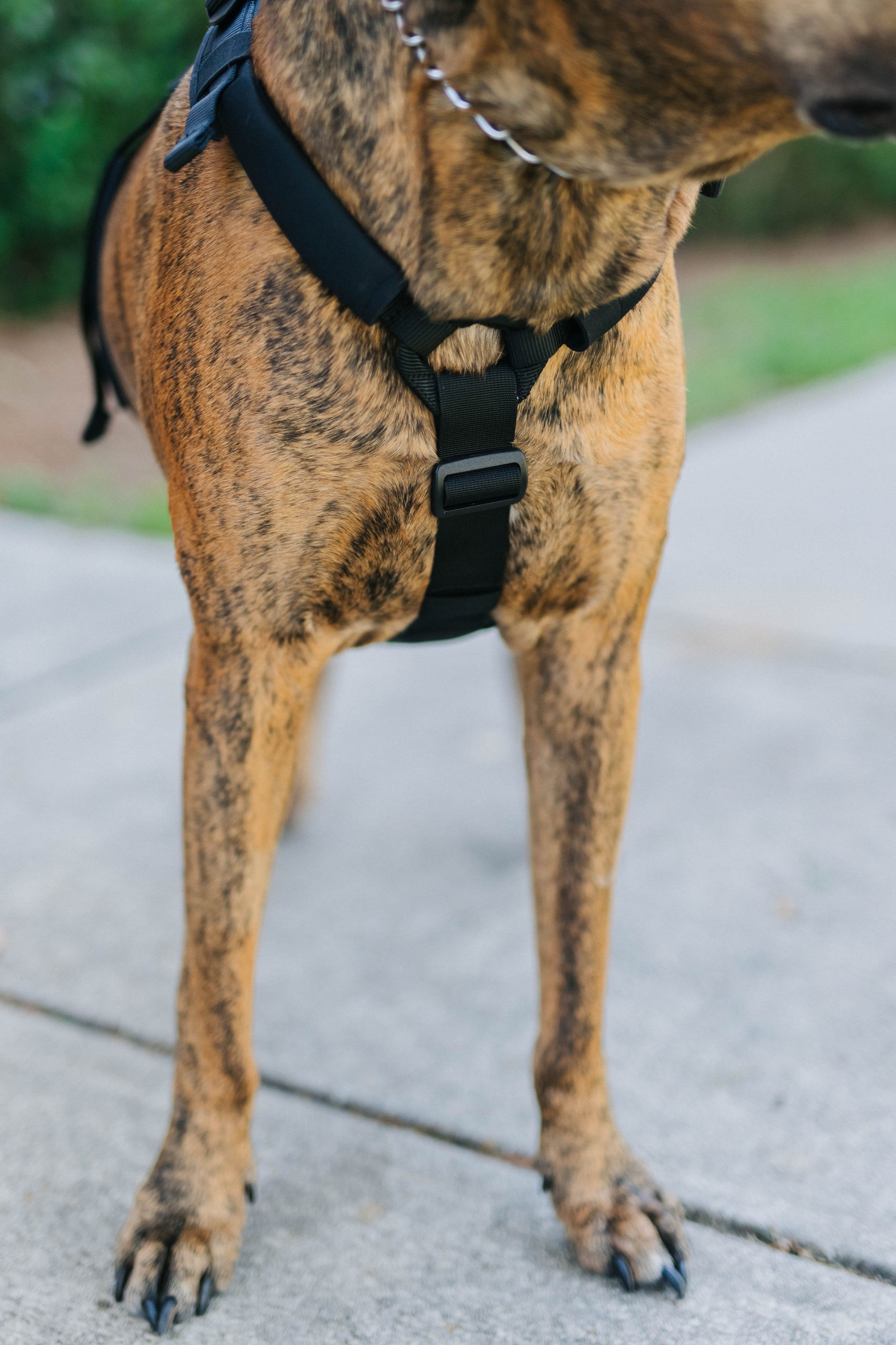 TPLO Surgery Dog Recovery Essential Help ‘Em Up Dog Harness