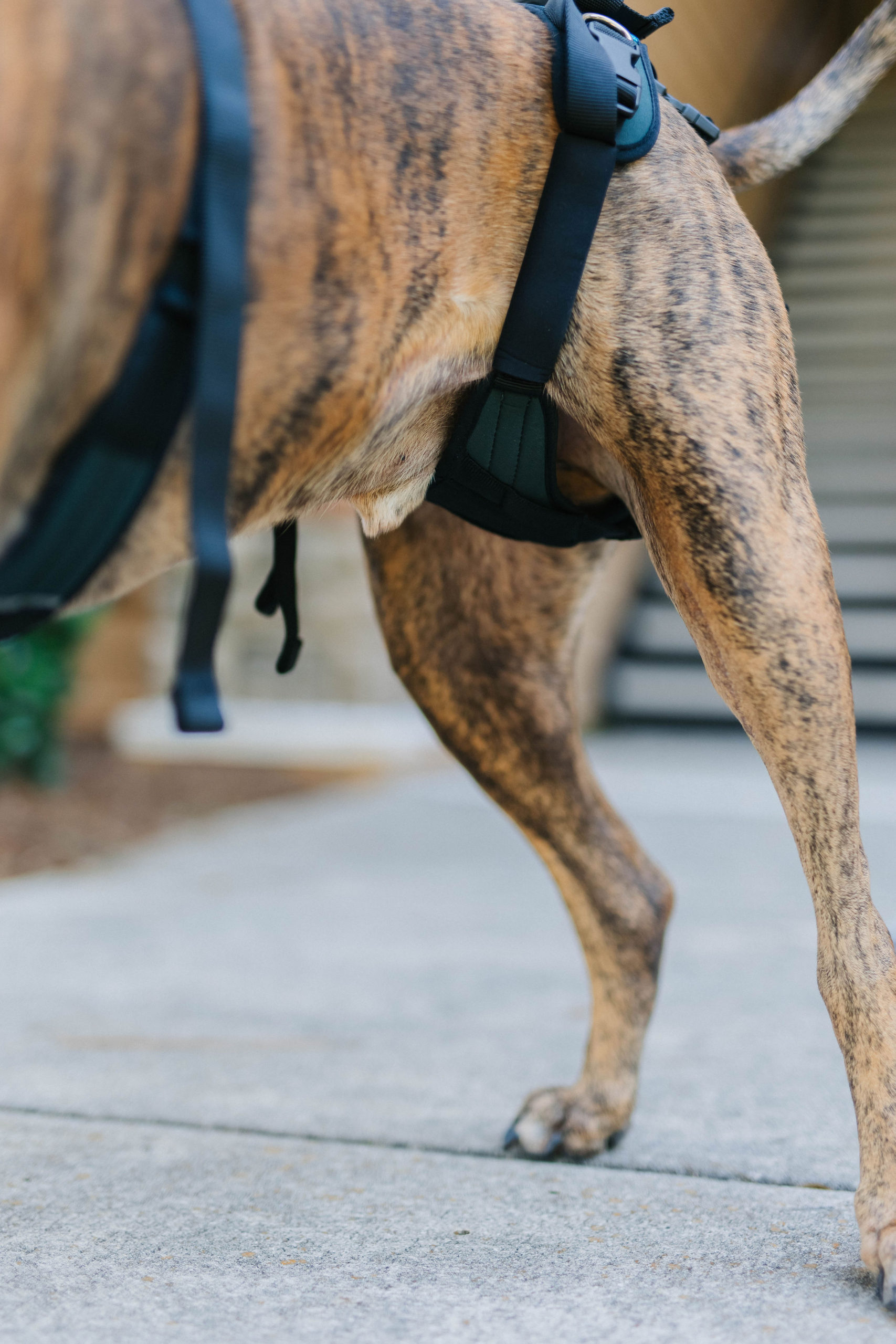 TPLO Surgery Dog Recovery Essential Help ‘Em Up Dog Harness