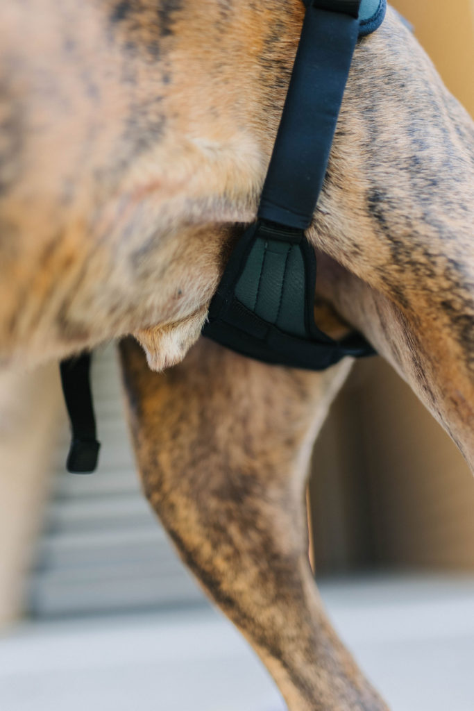 Help em up harness mobility dog harness sparkles and sunshine blog