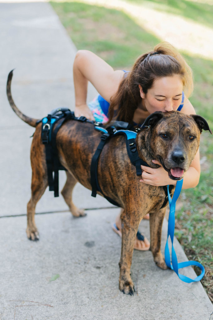 TPLO Surgery Dog Recovery Essential Help 'Em Up Dog Harness Sparkles and Sunshine Blog