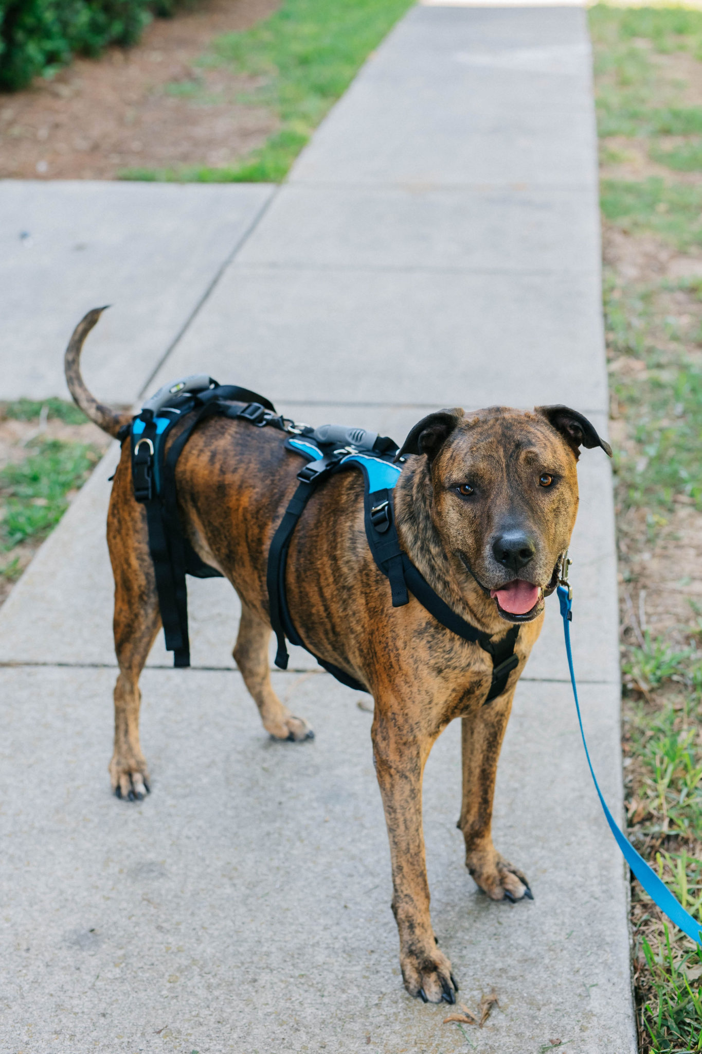 TPLO Surgery Dog Recovery Essential Help ‘Em Up Dog Harness