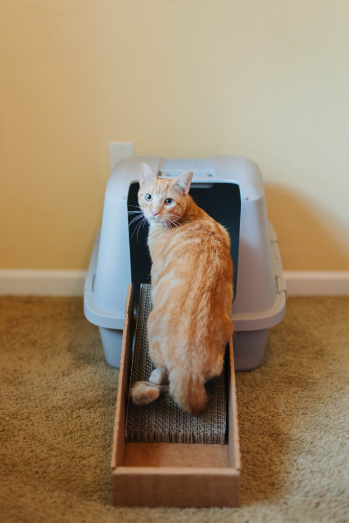 senior cat care cat litter box ramp sparkles and sunshine blog