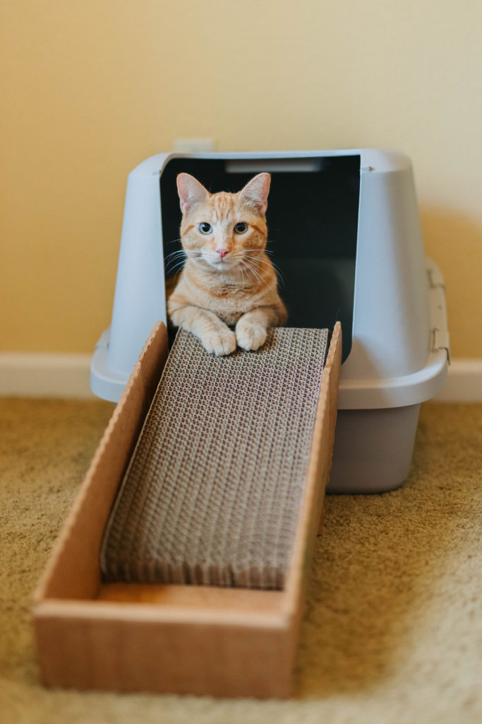 litter box ramps for older cats sparkles and sunshine blog
