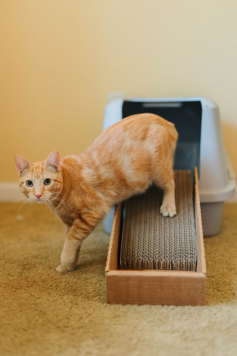 Simply Paws Design Cat Litter Box Ramp