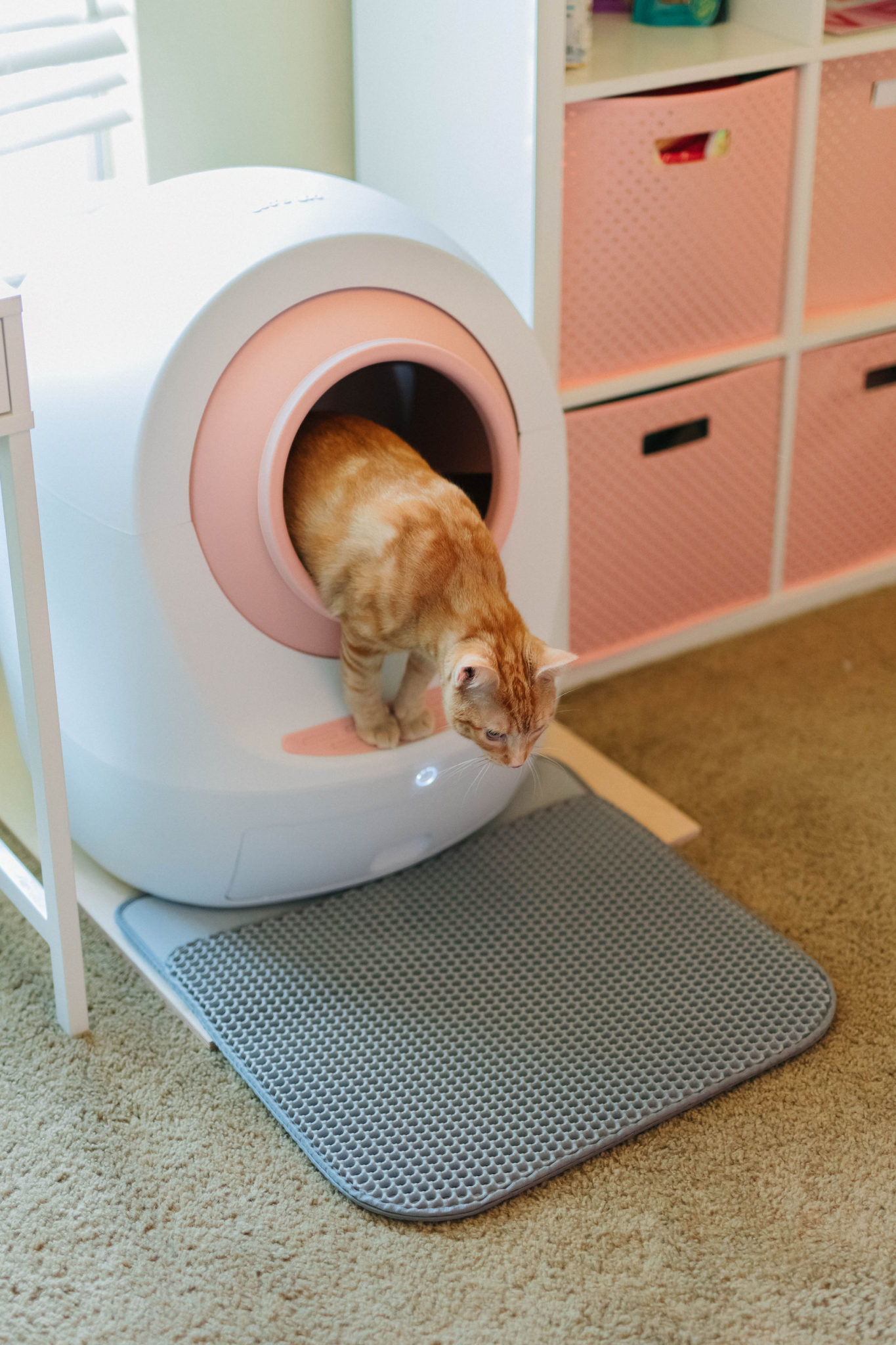 Leo’s Loo Too Review Electric Smart Cat Litter Box