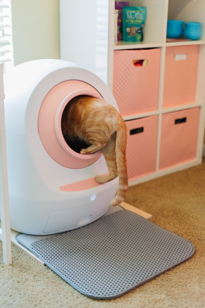orange tabby cat in Leo’s Loo Too Review Automatic Smart Cat Litter Box Sparkles and Sunshine Blog