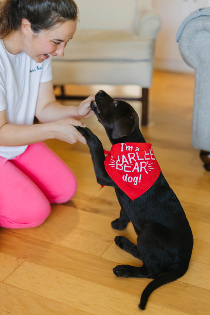 teach puppy to shake charlee bear grain free dog treats sparkles and sunshine blog