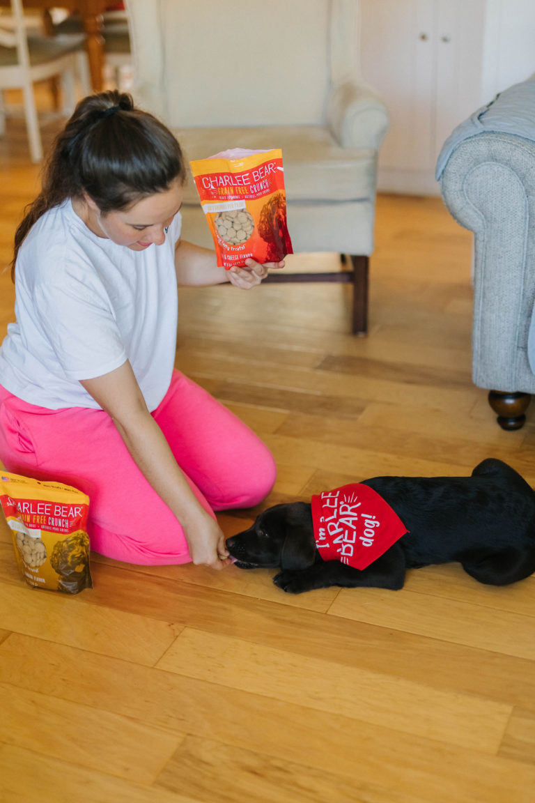 3 Basic Obedience Puppy Training Commands