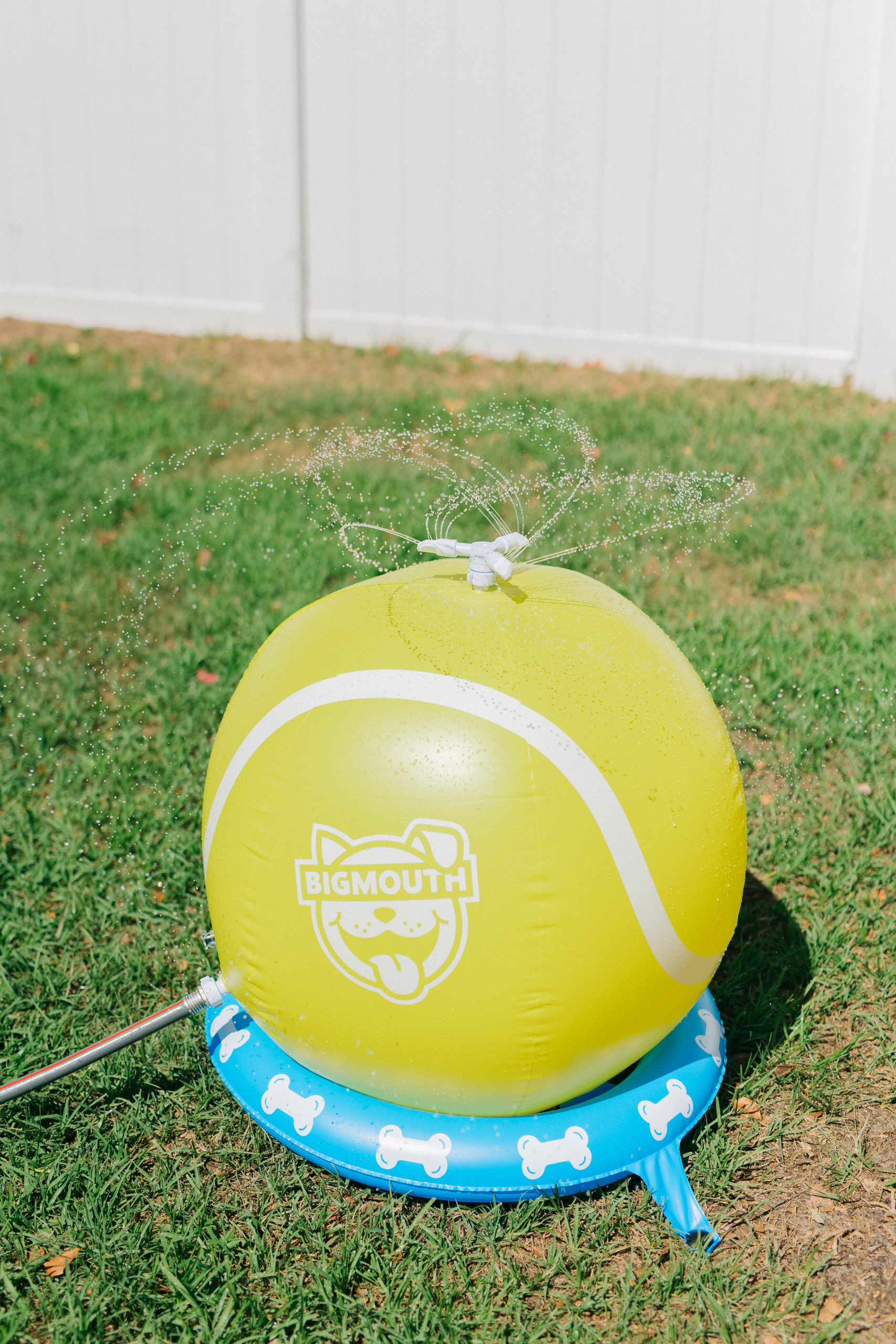 Summer Outdoor Dog Activities With BigMouth Pets