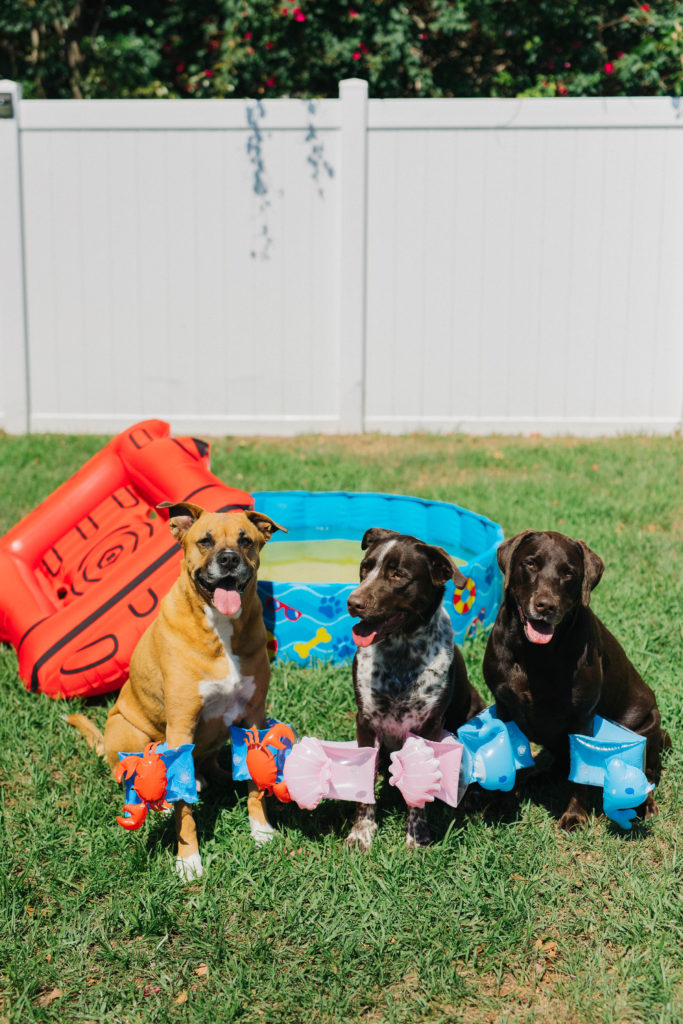 doggy swimming pool with dog pool float bigmouth pets sparkles and sunshine blog