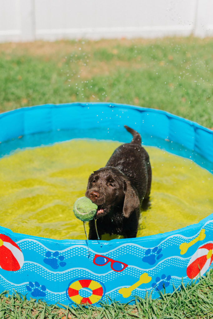 doggy swimming pool bigmouth pets sparkles and sunshine blog