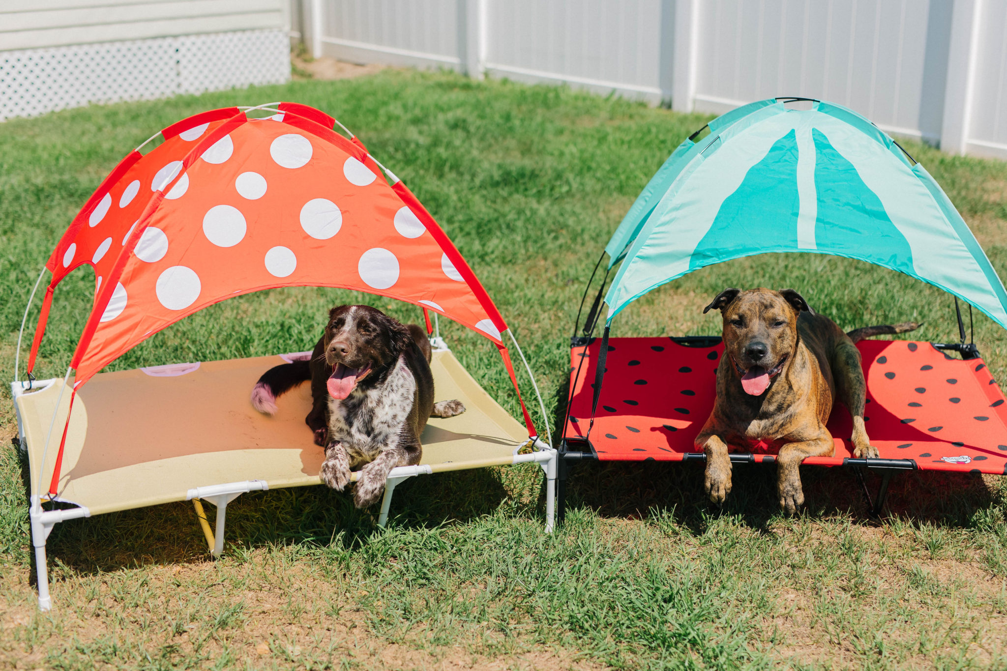 Summer Outdoor Dog Activities With BigMouth Pets
