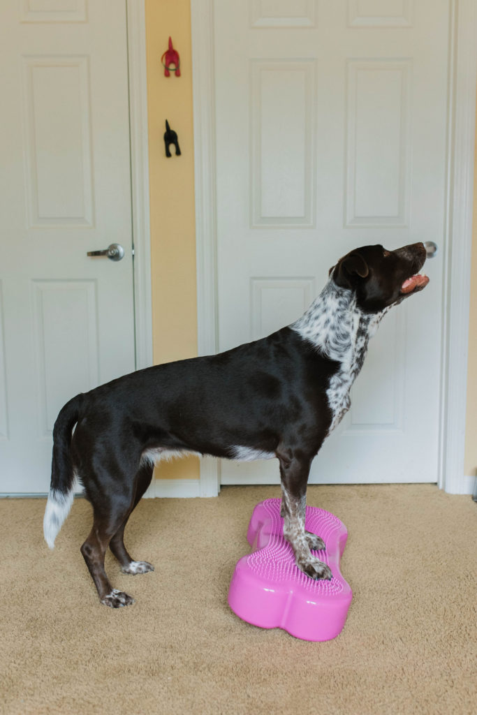 pointer aussie mix on FitPaws K9 Fitbone k9 fitness exercise sparkles and sunshine blog