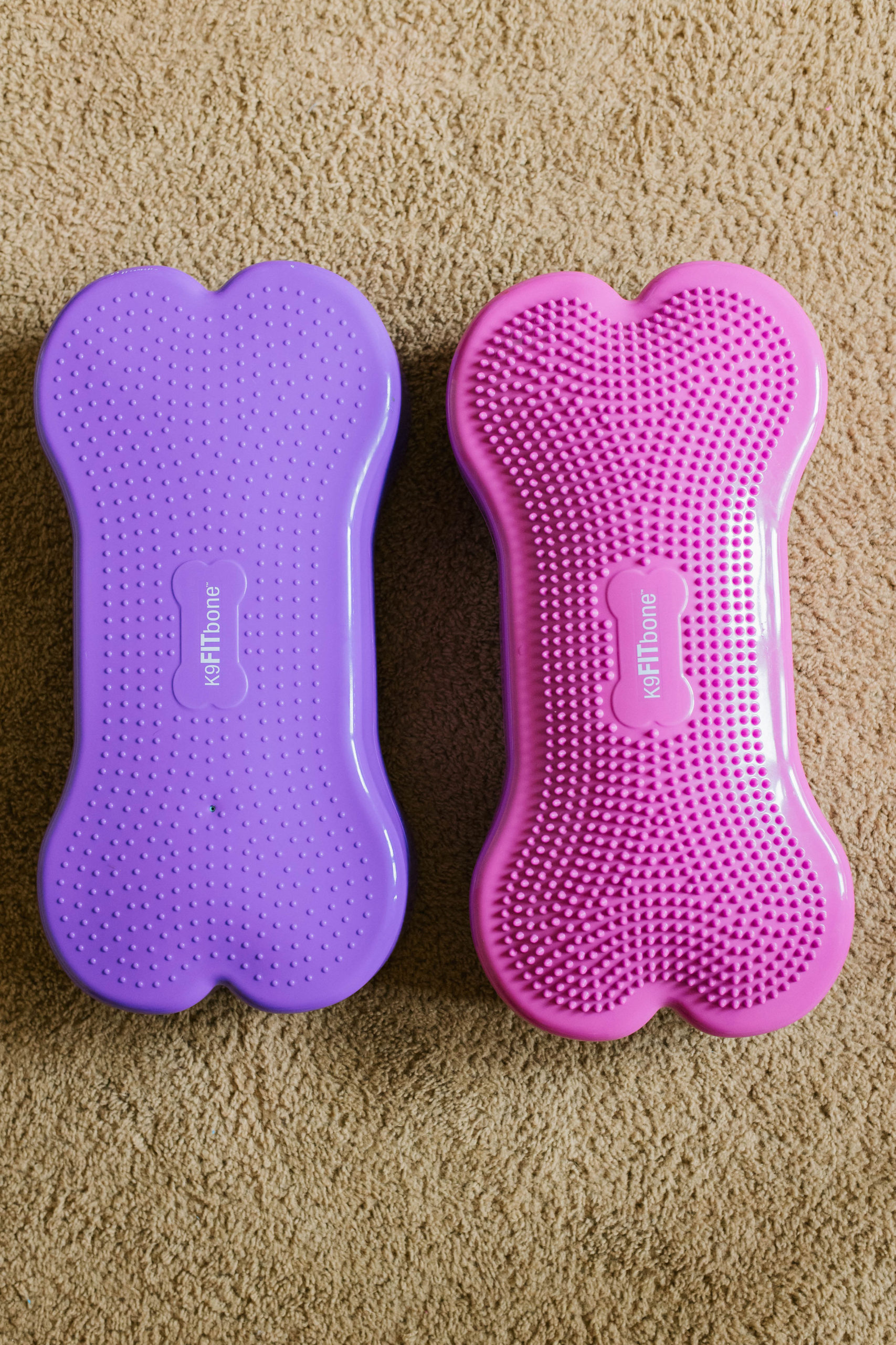 3 Beginner FitPaws K9 Fitness Exercises