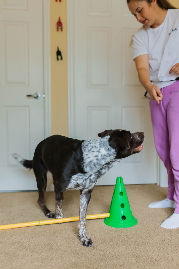 dog cavaletti spin and flip dog trick exercise sparkles and sunshine blog