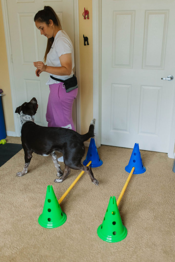 FitPaws agility equipment for dogs dog cavaletti raised pole canine fitness exercise sparkles and sunshine blog