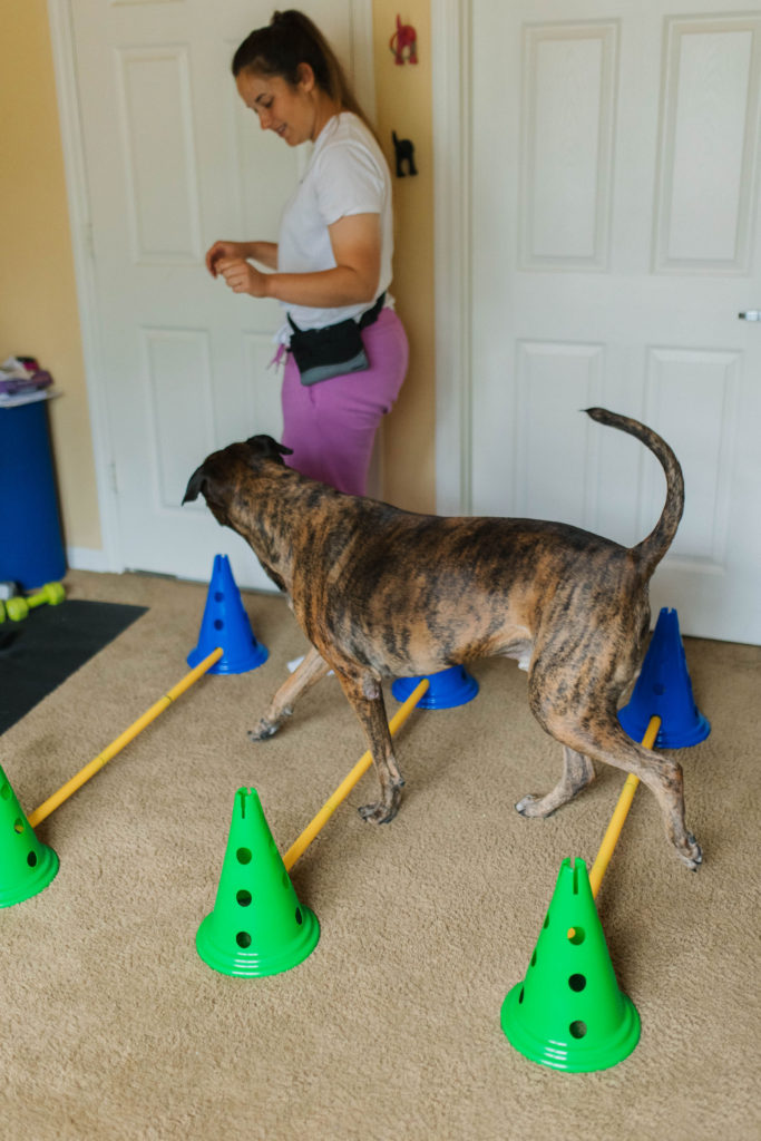 FitPaws agility equipment for dogs dog cavaletti raised pole canine fitness exercise sparkles and sunshine blog