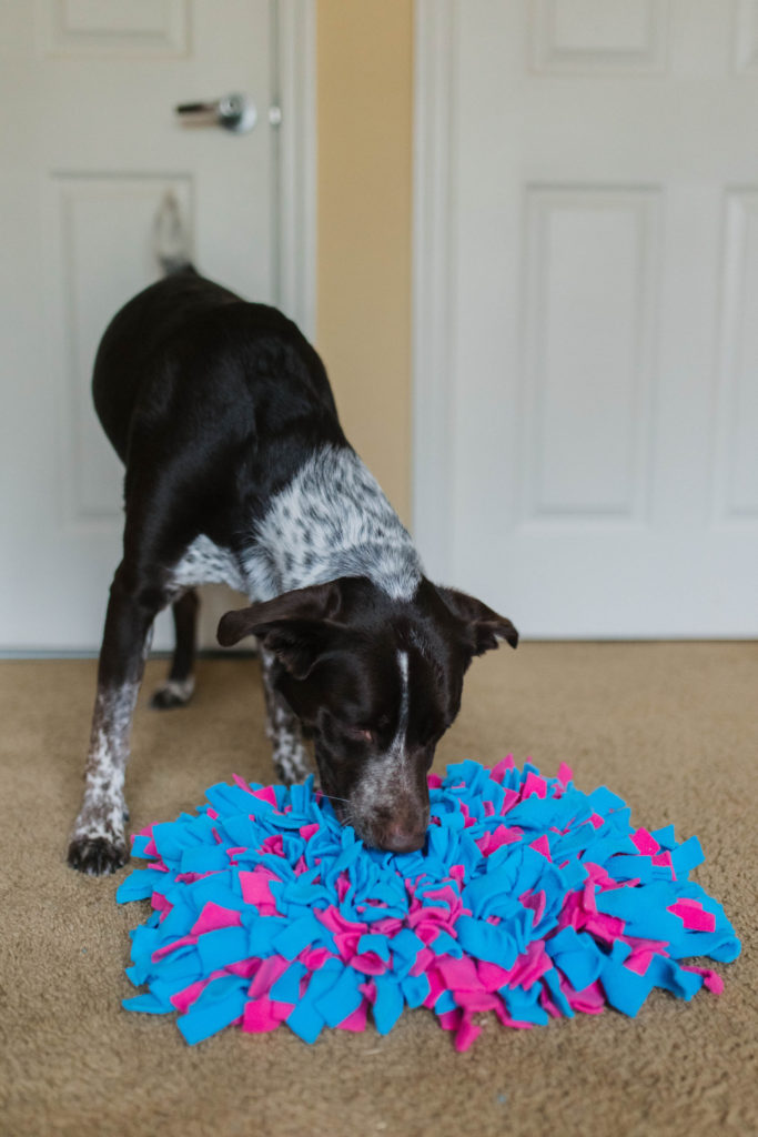 pointer with diy snuffle mat sparkles and sunshine blog
