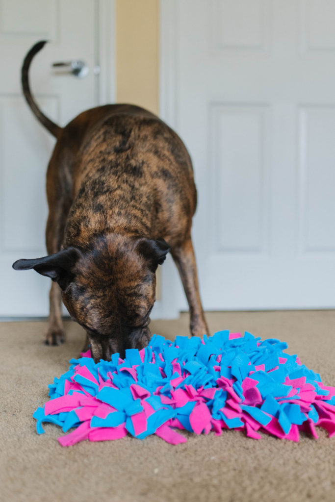 DIY Dog Sniffing Puzzle Mat 