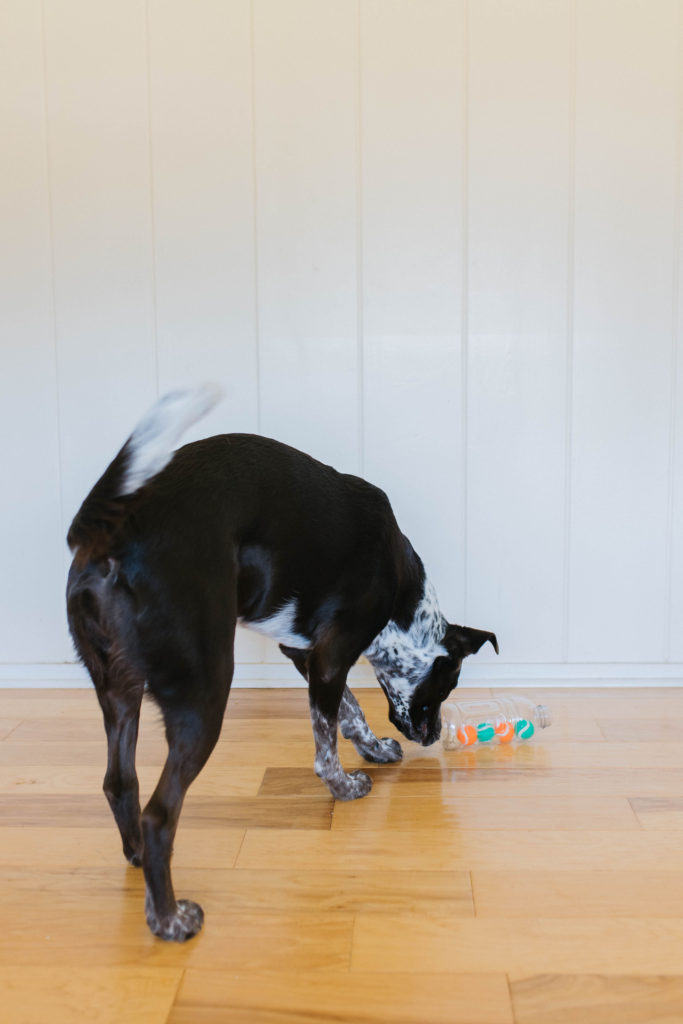 Diy enrichment ideas for dogs tennis ball diy dog treat dispenser sparkles and sunshine blog