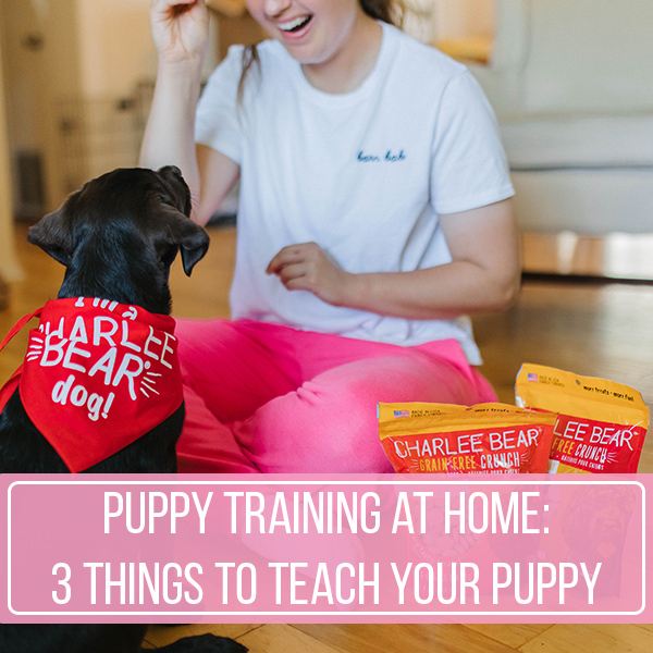Puppy Training At Home: 3 Things To Teach Your Puppy