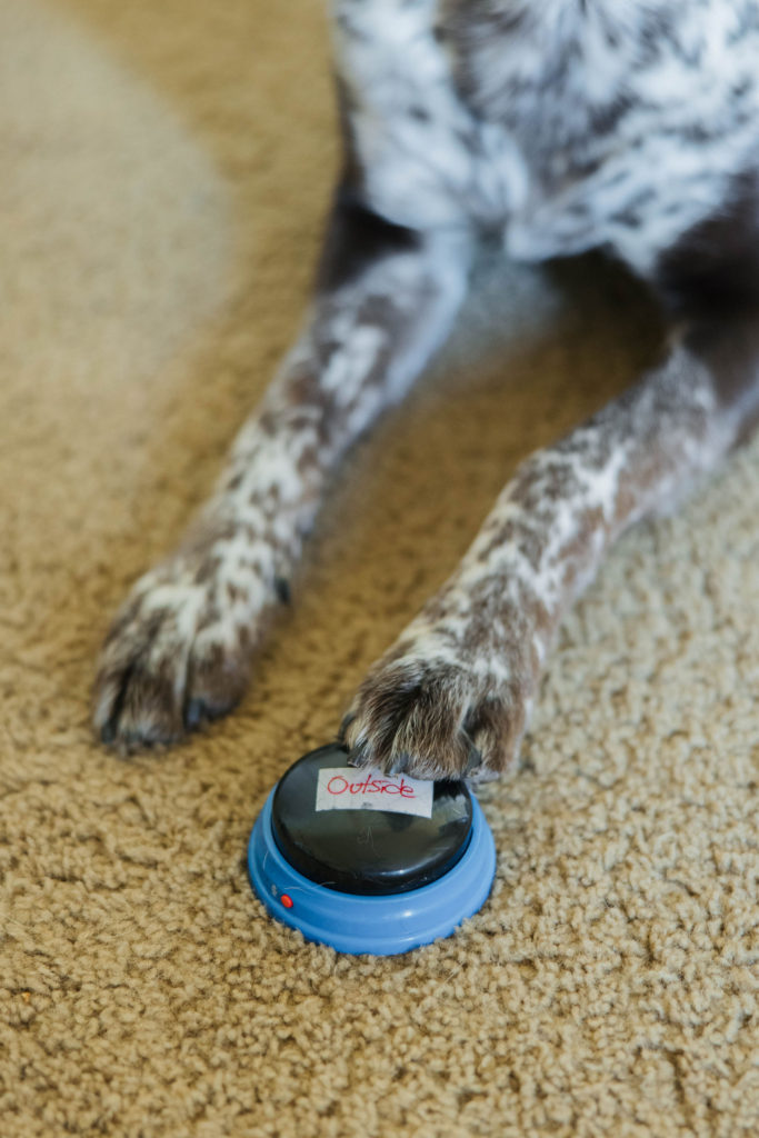 Recordable buttons for dogs by hunger for words sparkles and sunshine blog