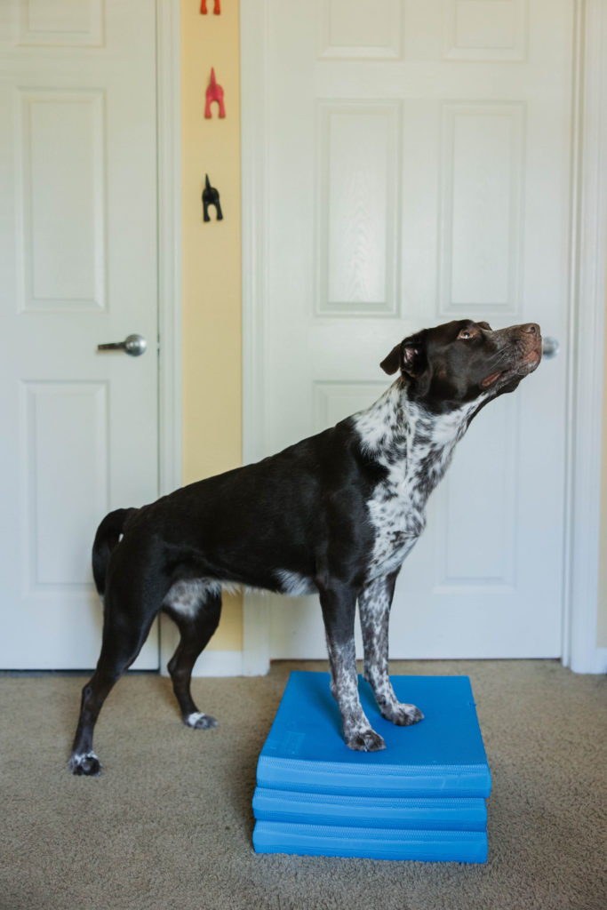 Canine conditioning with fitpaws balance pad canine fitness equipment sparkles and sunshine blog
