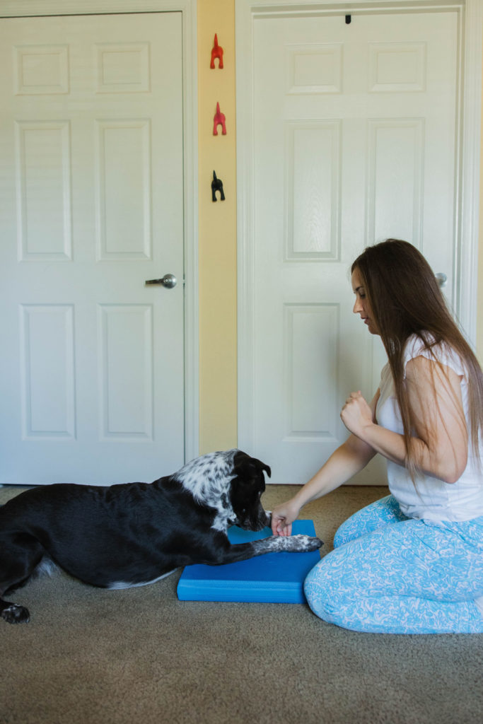 Dog fitness exercises with fitpaws balance pad sparkles and sunshine blog