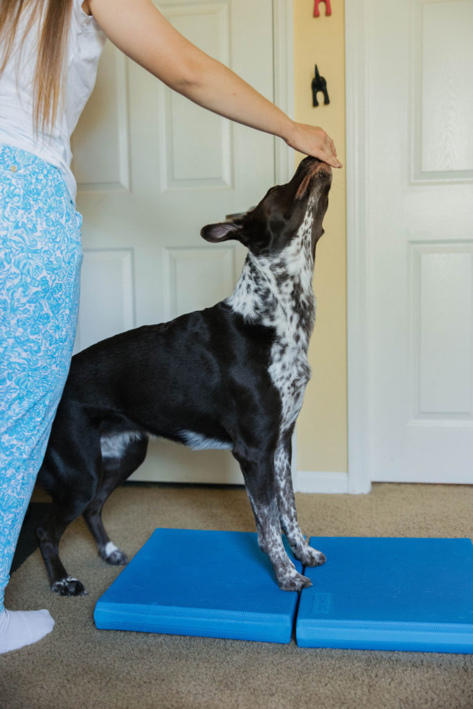 Advanced dog fitness training exercise with fitpaws balance pad sparkles and sunshine blog