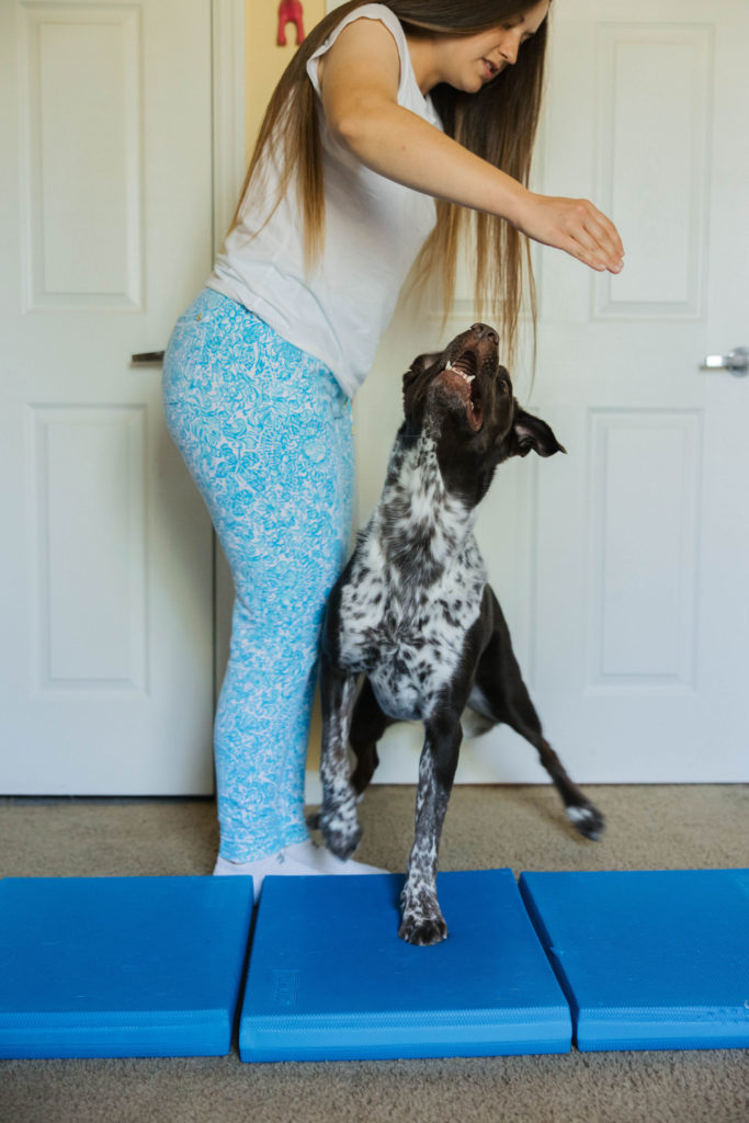 Advanced dog fitness training exercise with fitpaws balance pad sparkles and sunshine blog