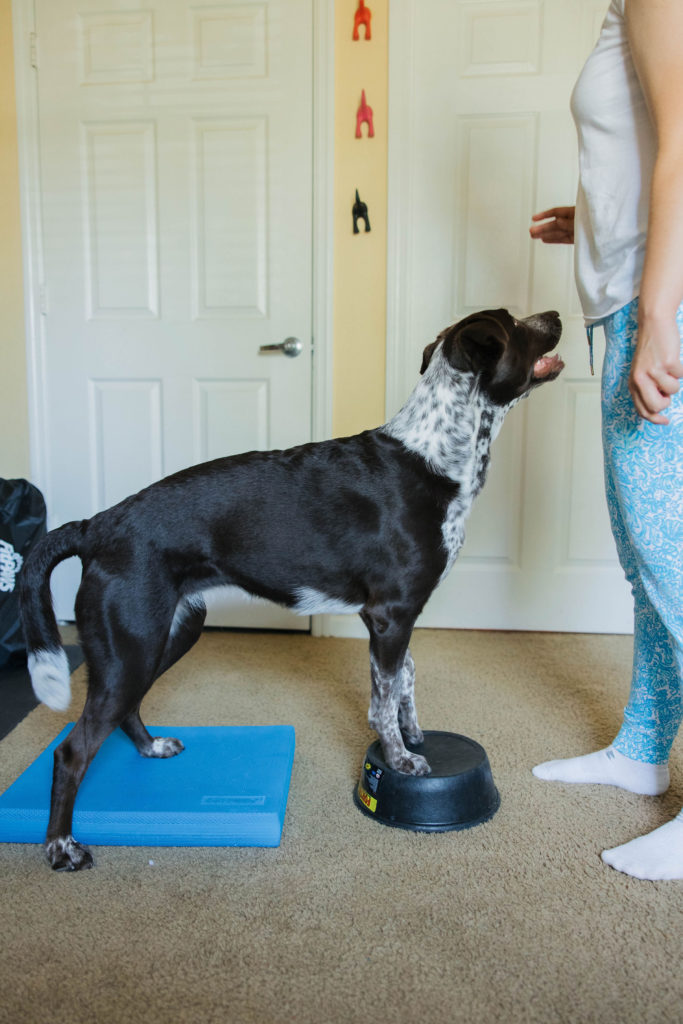 Advanced dog trick using fitpaws balance pad and feed tub sparkles and sunshine blog