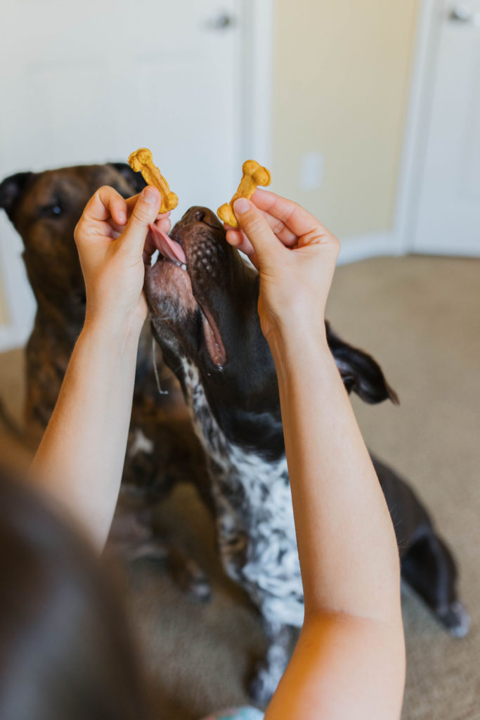 CONAIRPROPET Goodbone Dog Treat Maker, 6 Treats, Included Cuisinart Recipe  Book