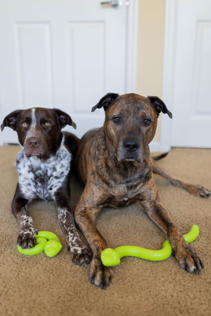TRIXIE snack snake enrichment ideas for dogs sparkles and sunshine blog