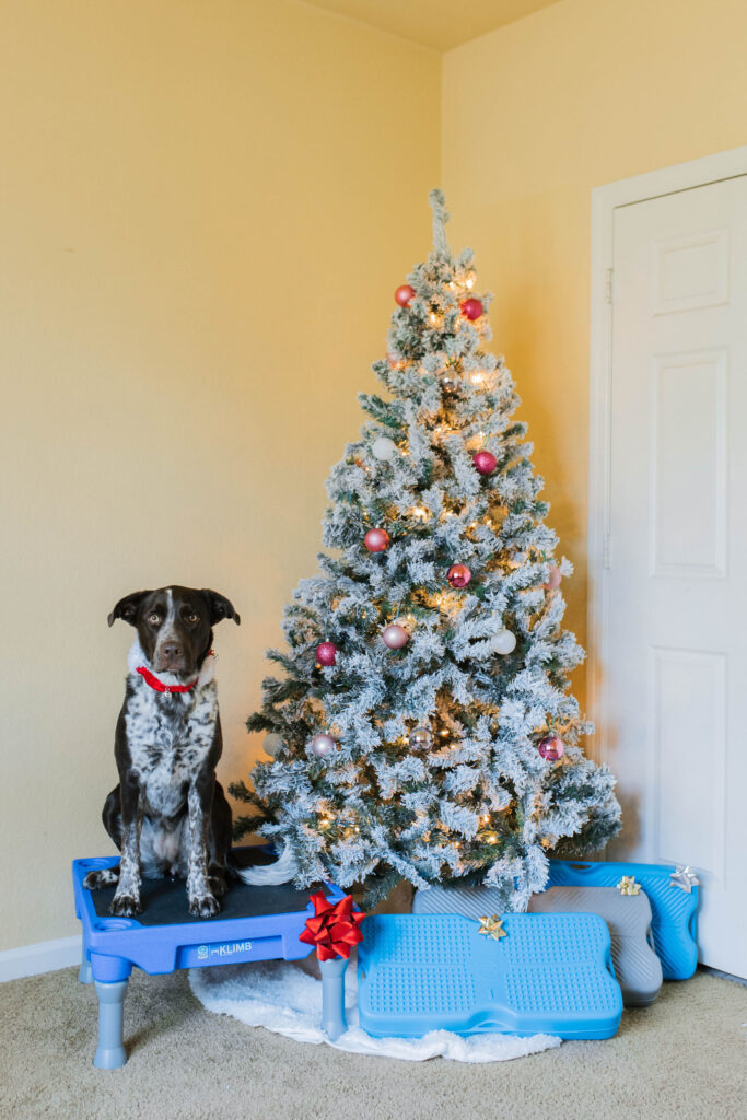 Good Christmas presents for dogs Blue-9 KLIMB and propel air platform sparkles and sunshine blog