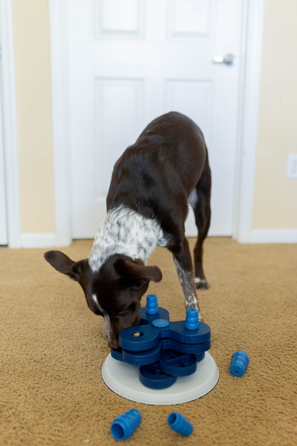 Dog Enrichment Activities Trixie Dog Toys