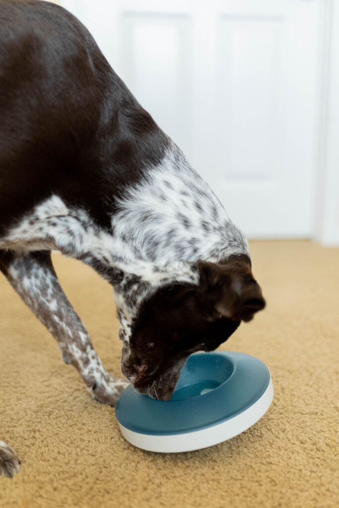 Another simple quick and easy frozen enrichment bowl for the dogs