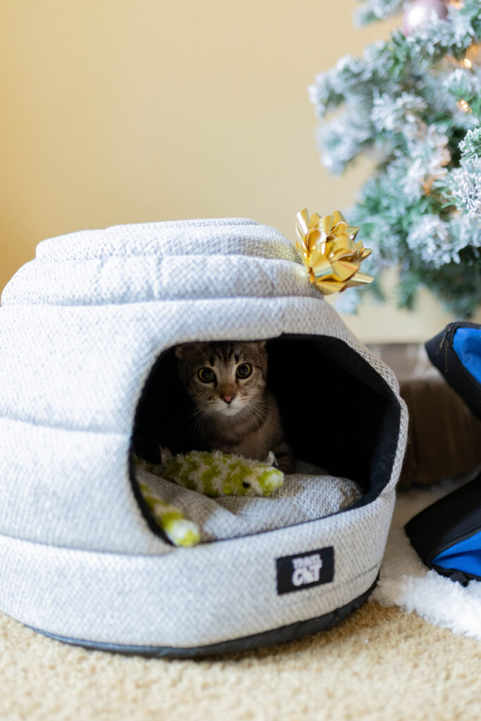 travel cat meowbile home cat cave bed cat christmas gift sparkles and sunshine blog