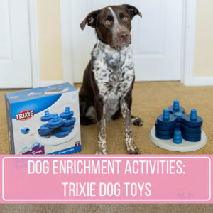 3 DIY Puzzle Toys For Dogs