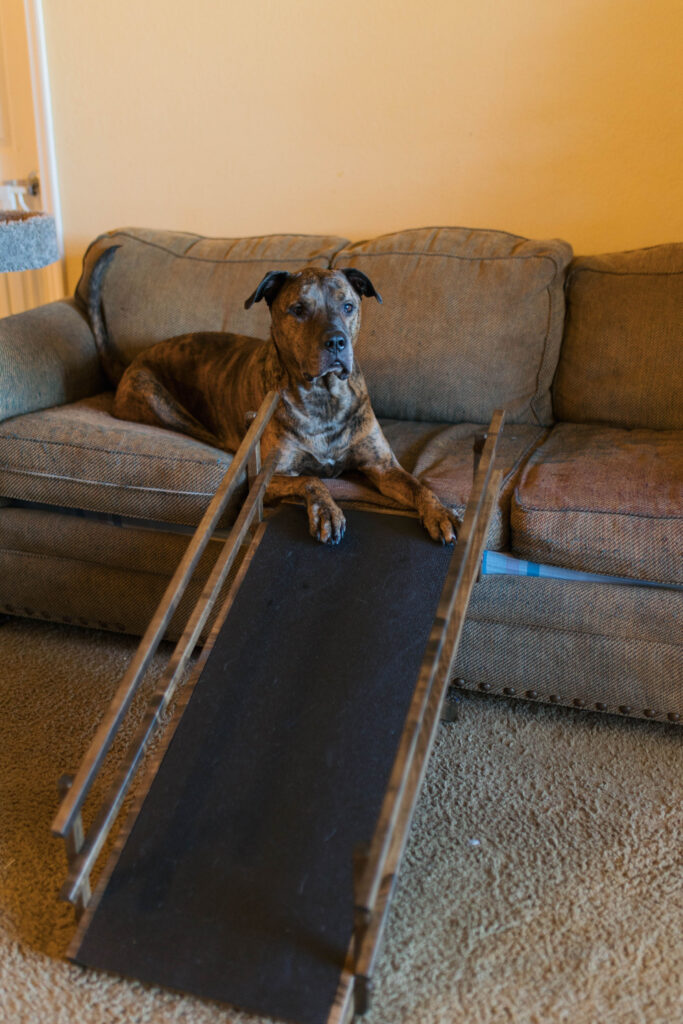 doggoramps dog ramp for sofa sparkles and sunshine blog