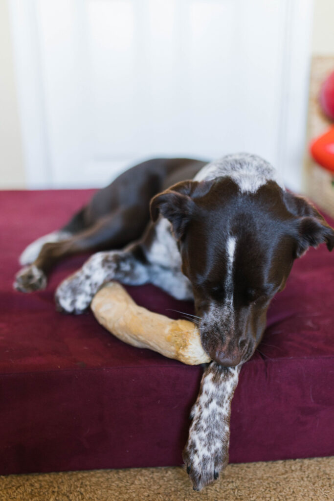 long lasting natural coffee wood dog chews sparkles and sunshine blog
