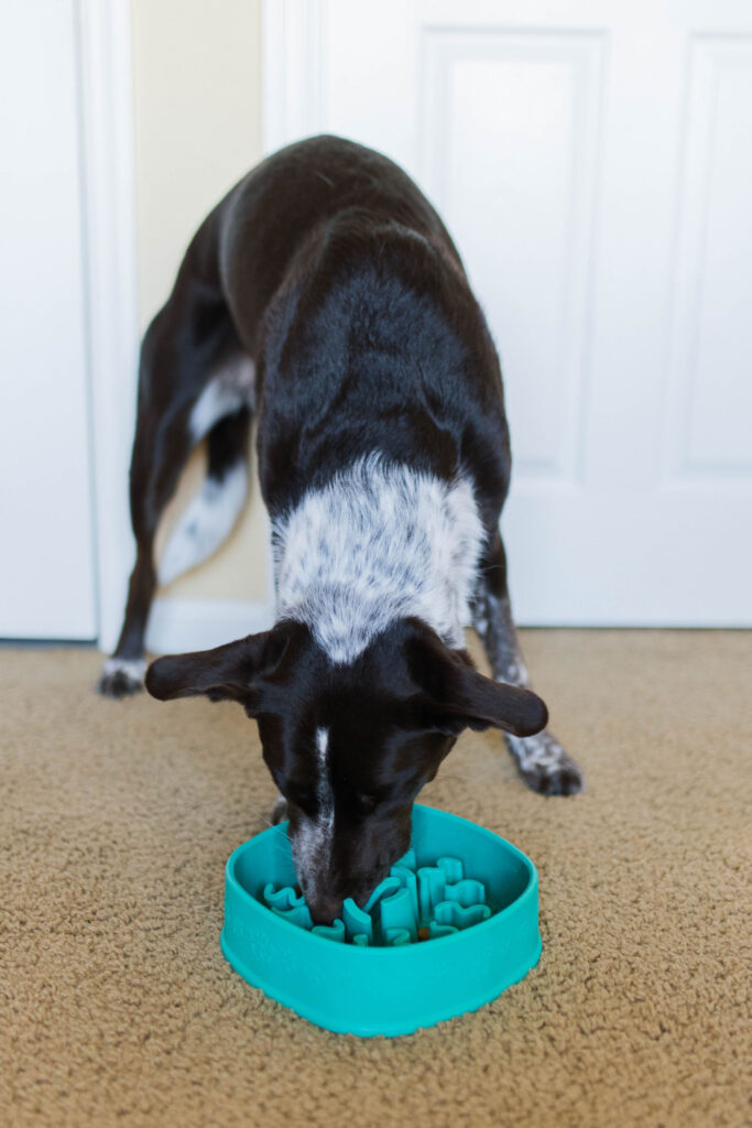 yomp funfeeder slow feed bowls for dogs sparkles and sunshine blog