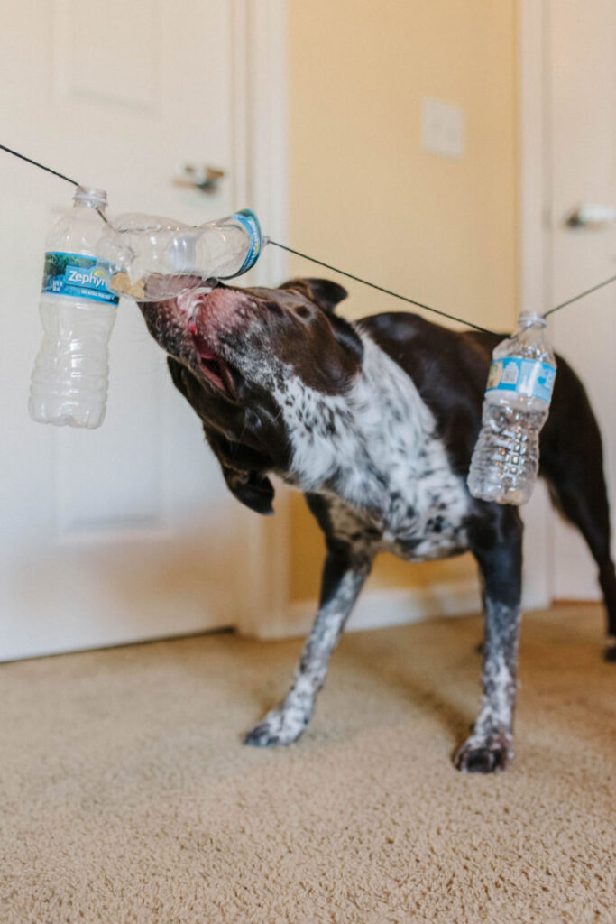 diy puzzle game for dogs using water bottles sparkles and sunshine blog